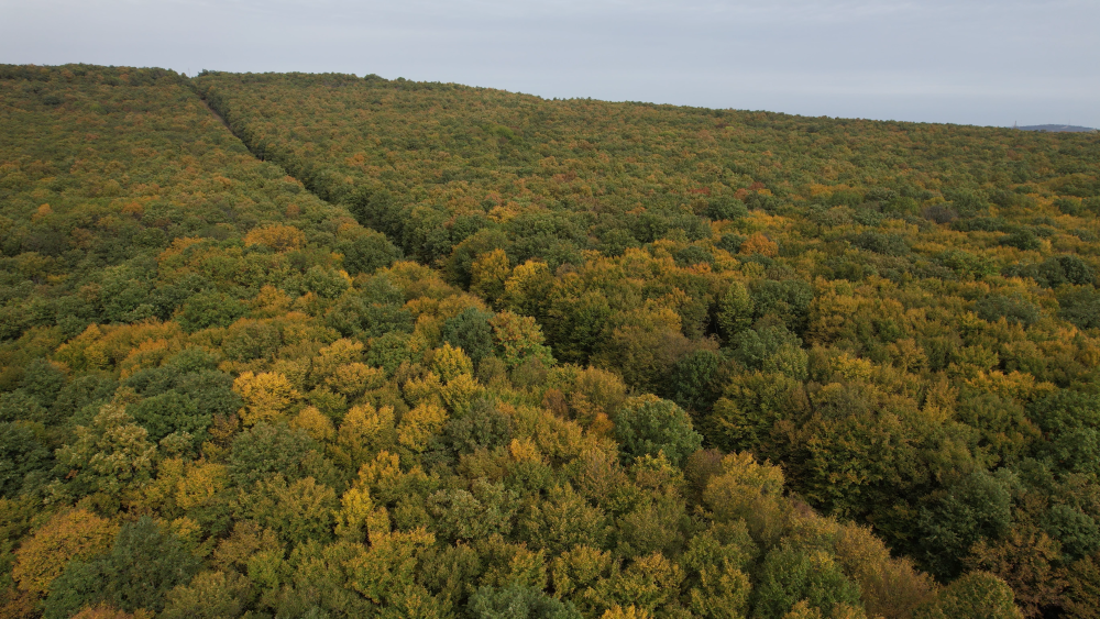 Többszáz hektárnyi védett erdő újulhat meg az E.ON fejlesztése nyomán