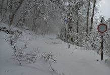A havazás miatt a Pilisi Parkerdő erdeiben nem ajánlott túrázni