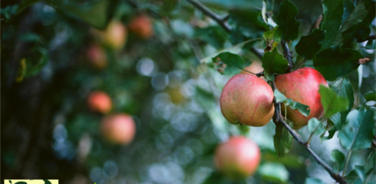 66 gyümölcsfa talál gazdára Solymáron