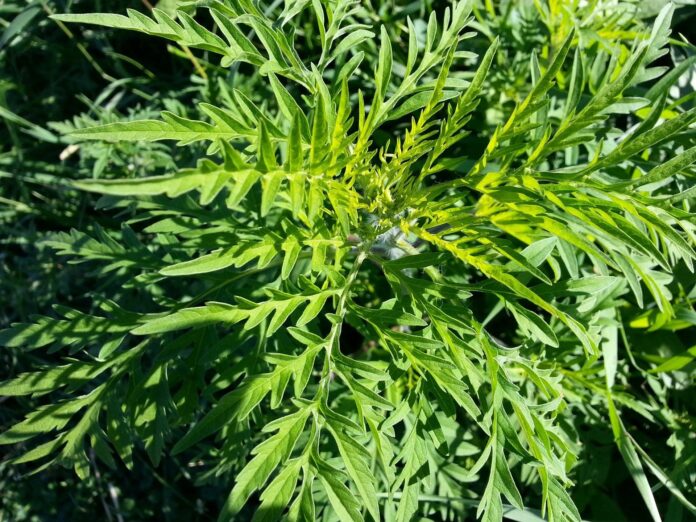 publicdomainpictures-ragweed-219747_1920