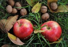 Szeptember végéig lehet pályázni klímabarát, „ehető” kertekkel