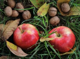 Szeptember végéig lehet pályázni klímabarát, „ehető” kertekkel